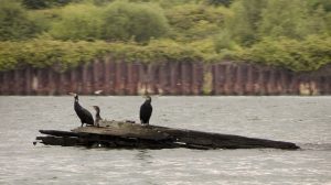 [c] Cormorants On Wreck