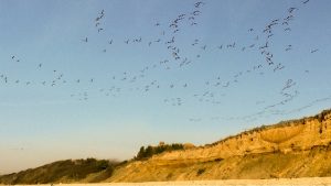 Geese Heading Inland