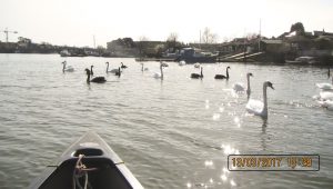 (11) Eight Black Swans?