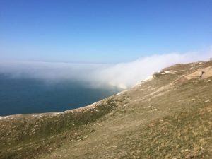 (1022a) Fog Covering The Needles