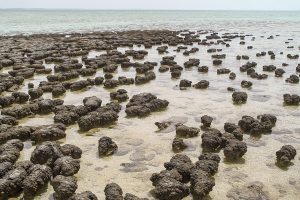 Stromatolites In Sharkbay. Photo: Paul Harrison [CC BY-SA 3.0 (http://creativecommons.org/licenses/by-sa/3.0/)]