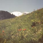 [08] Alpine Pastures