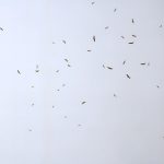 Black Kites (15)