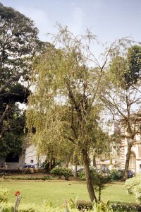 Menezes Braganza Gardens (Goa 2002 A05)