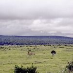[03] Red Hartebeest And Ostrich (SAfrica 1998 3 11)