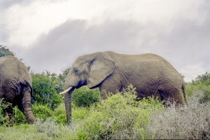 [05] Addo Elephant National Park (SAfrica 1998 3 18)