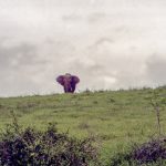 [06] A Closer Elephant (SAfrica 1998 3 20)
