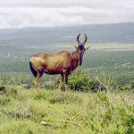 [02] Red Hartebeest (SAfrica 1998 3 21)