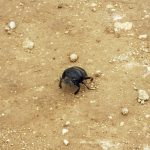 [08] An Elephant Dung Beetle (img401)