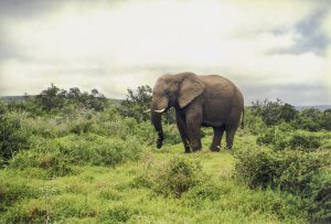 [01] Addo Elephant National Park (img402)