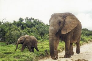[06] Addo Elephant National Park (img403)