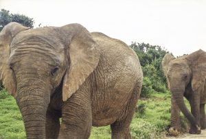 [07] Addo Elephant National Park (img404)