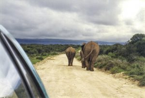 [08] Addo Elephant National Park (img405)