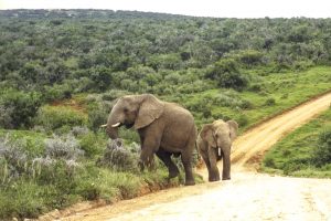 [09] Addo Elephant National Park (img406)