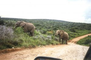 [10] Addo Elephant National Park (img407)