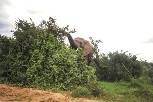 [03] Addo Elephant National Park (img409)