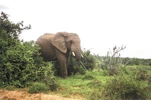 [02] Addo Elephant National Park (img411)