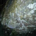 [27] Cave Spiders Junee Cave (3 29)