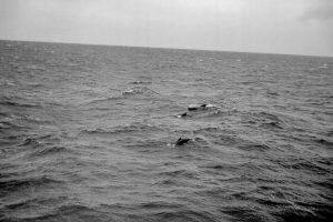 Pilot Whales And Dolphins (JASIN 1970 B 01)