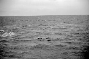 Pilot Whales And Dolphins (JASIN 1970 B 02)