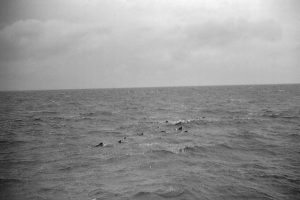 Pilot Whales And Dolphins (JASIN 1970 B 03)