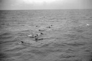 Pilot Whales And Dolphins (JASIN 1970 B 04)