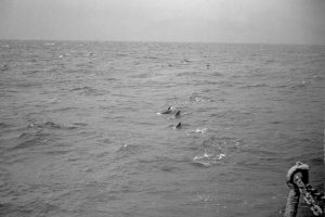 Pilot Whales And Dolphins (JASIN 1970 B 05)