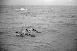 Pilot Whales And Dolphins (JASIN 1970 B 06)