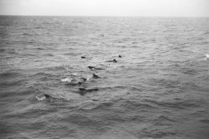 Porpoise, Dolphins, Or Pilot Whales? (MEDOC 1970 Print 01)