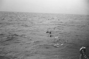Porpoise, Dolphins, Or Pilot Whales? (MEDOC 1970 Print 02)