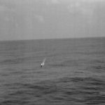 Gannet diving (honest!) (Medoc 1970 D 22)