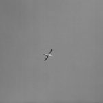 Gannet in flight (Medoc 1970 D 23)