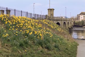 210317a Daffodils At Cobden Bridge (IMG 2471)