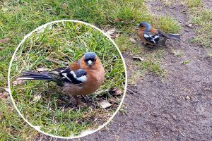 210508 Chaffinch At Lepe Country Park