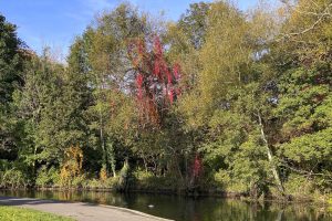 211011 (a) Riverside Park Autumnal Creeper
