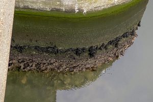 18th Nov: (1) Oysters (?) Growing On Northam Bridge Pier