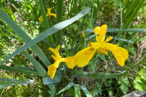 Yellow Iris at Lepe