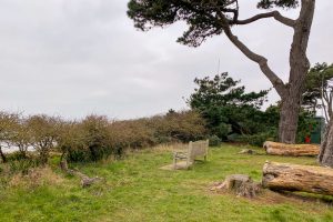The site lies between two felled tree trunks and the cliff edge