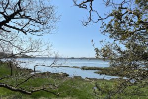 [08] As at Lepe, Holm (or "Evergreen") Oaks are amongst the shoreline trees