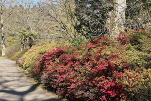 [17] Many shrubs are late in flowering but there was more colour in this area