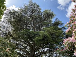 [11] 18th Century Cedar Tree