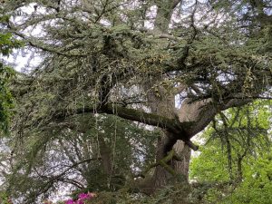[12] Possibly The Older Of The Cedar Trees