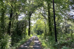 [01] The Road Down To Gilbury Hard Cuts Through Exbury Gardens