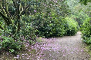 The rhododendron season is coming to an end