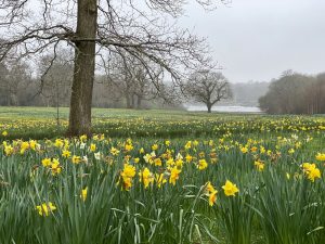 [05] The Daffodil Meadow (IMG 5892 )