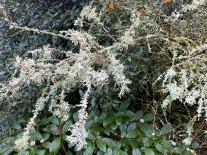 [06] Lichen Growth (IMG 5893 )