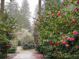 [10] Walking Back Via The Camellia Walks ( IMG 5901 )
