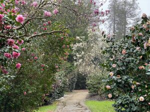 [11] Walking Back Via The Camellia Walks ( IMG 5903 )
