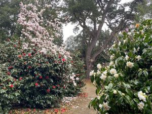 [13] Walking Back Via The Camellia Walks ( IMG 5905 )