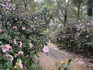 [16] Walking Back Via The Camellia Walks ( IMG 5909 )